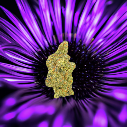 Purple Panty Dropper AAAA+ Exotic THCa Flower - Indica